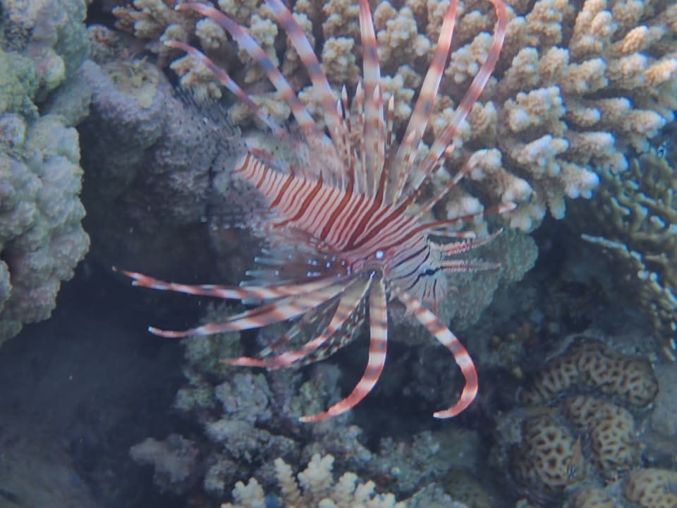 Strand Lahami Bay Beach Resort