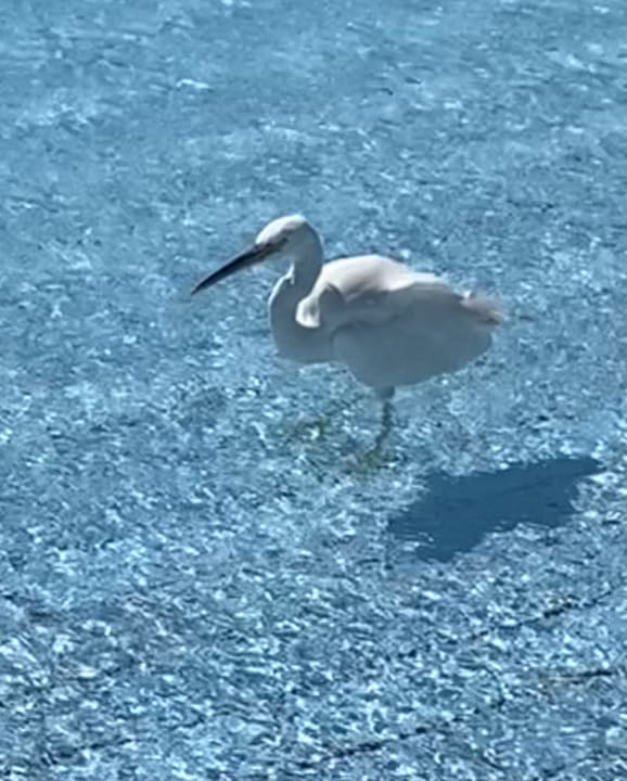 Pool Serenity Alpha Beach