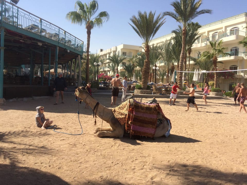 Sehnsüchtig jeden Tag erwartet - das Kamel - süß Bella Vista Resort Hurghada