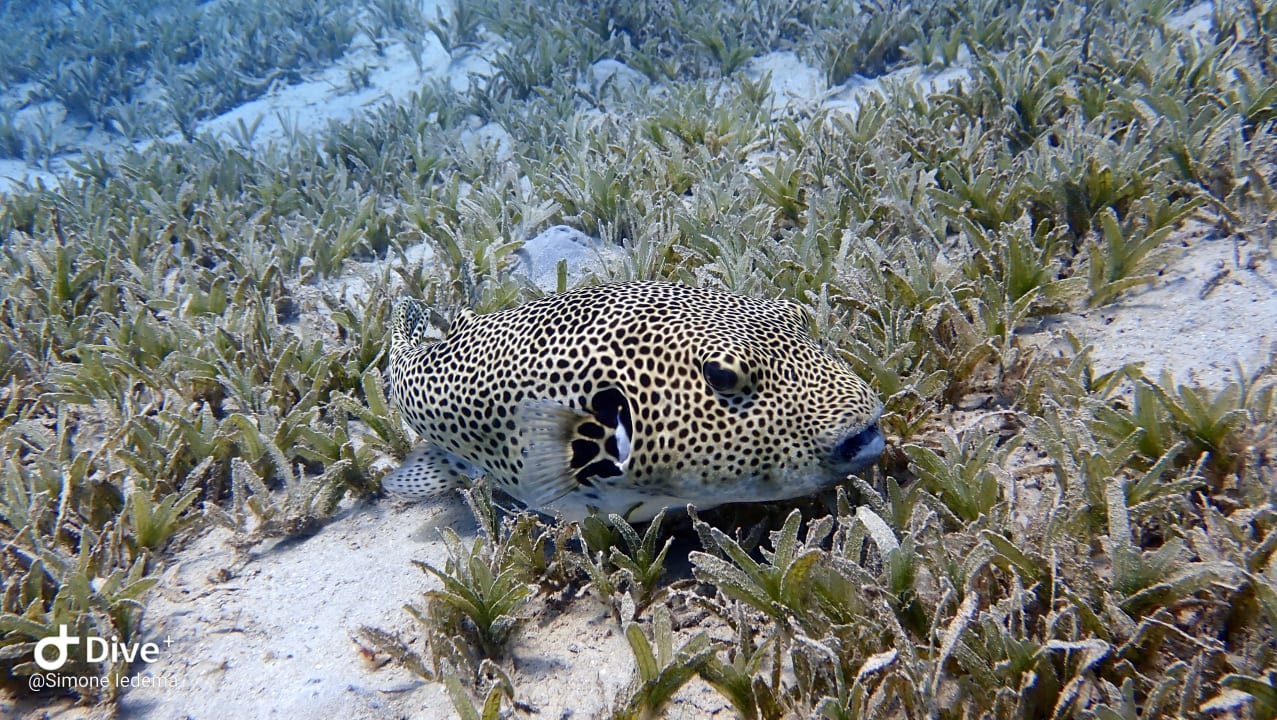 Sport & Freizeit SUNRISE Cardina Resort