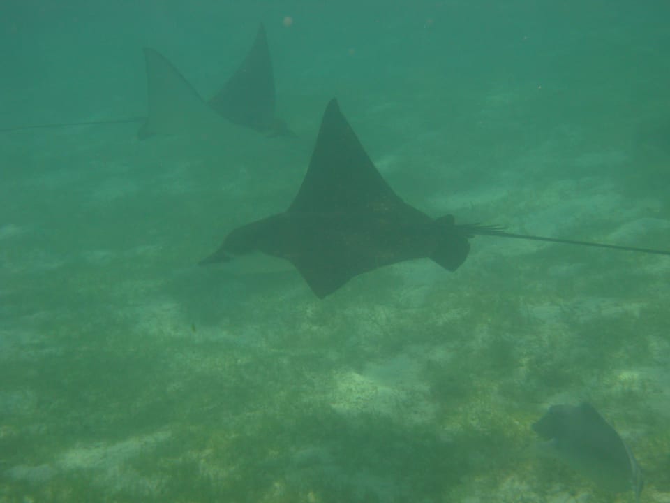 Beim Schnorcheln am Hausriff Kuredu Island Resort & Spa