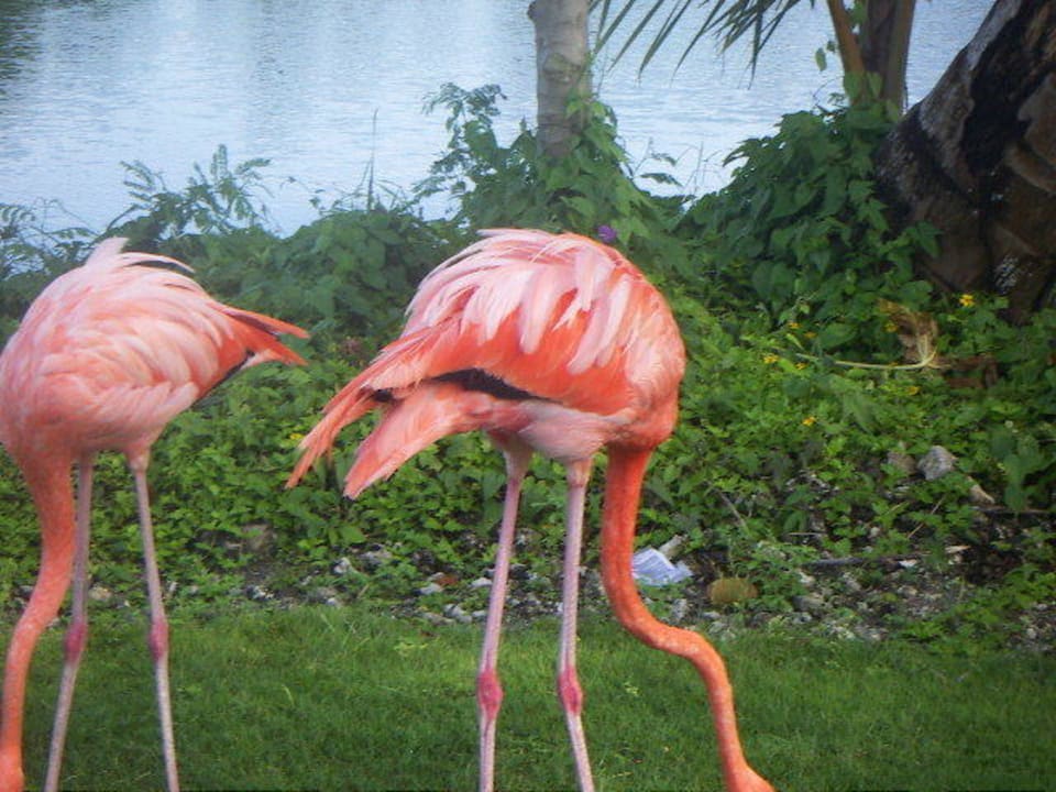 Auf dem Golfplatz Punta Cana Princess All Suites Resort & Spa