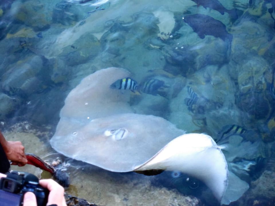 Mantarochen Summer Island Maldives
