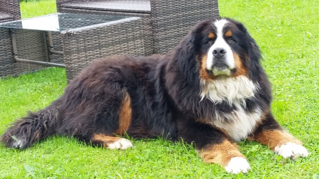 Der Hofhund, ein liebes Kerlchen! Urlaub auf dem Bauernhof - Beim Bergbauern