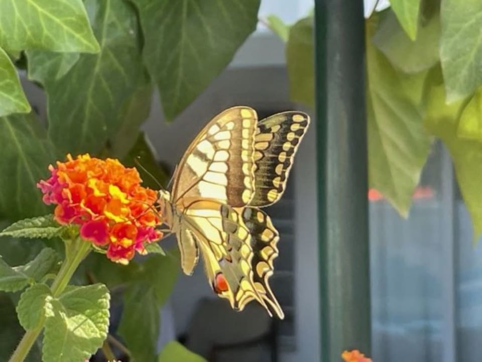 Außenansicht Hotel Pine Bay Holiday Resort