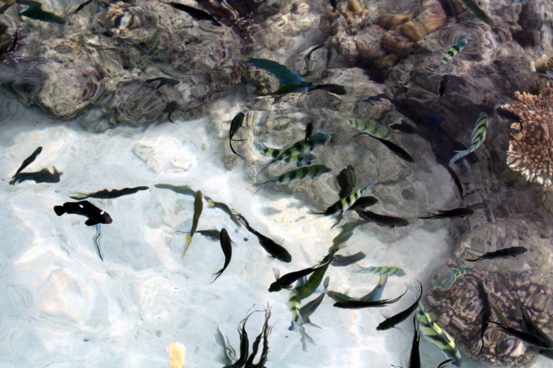 Kleines Korallenriff Koh Hai Fantasy Resort & Spa