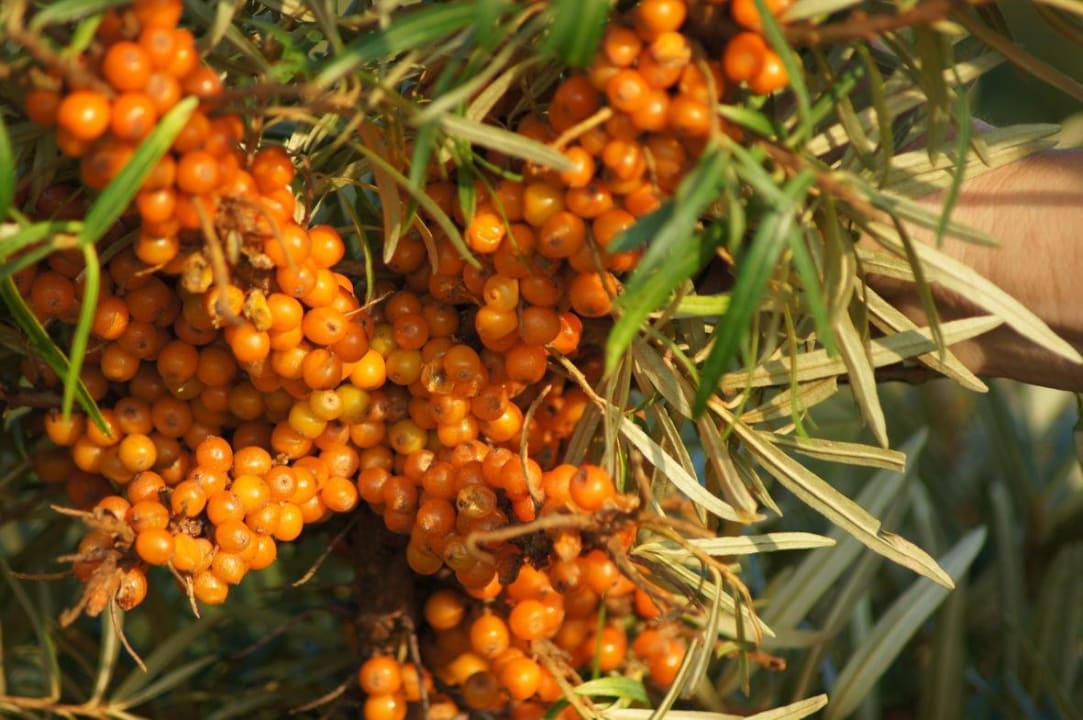 Sanddorn altGlowe Hotel Garni