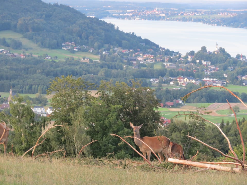 Gehege nicht weit om Hotel Ferienhotel Hofer