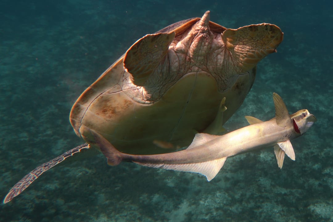 Strand Shams Alam Beach Resort