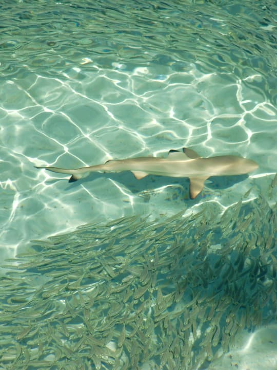 Haialarm! Sun Siyam Vilu Reef