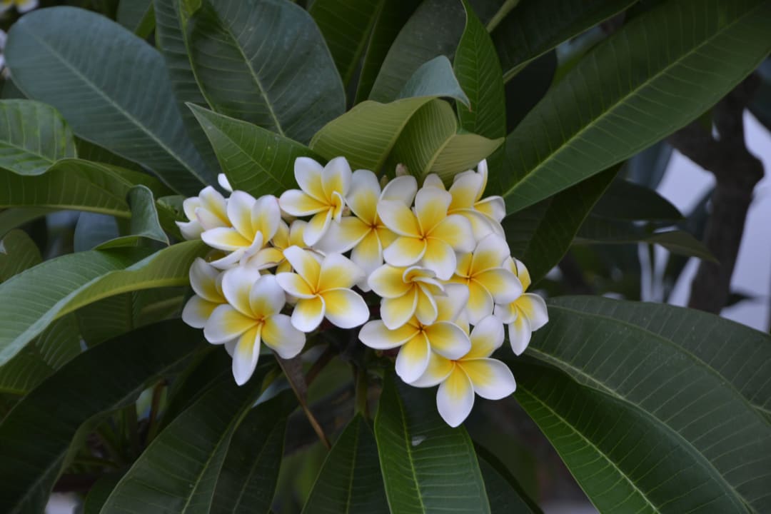 Die Blume Hotel Kathrin Beach