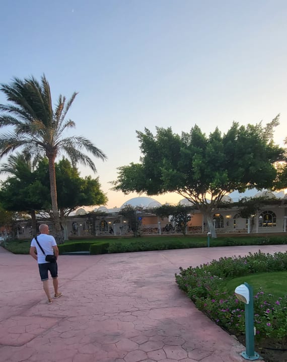 Sonstiges Desert Rose