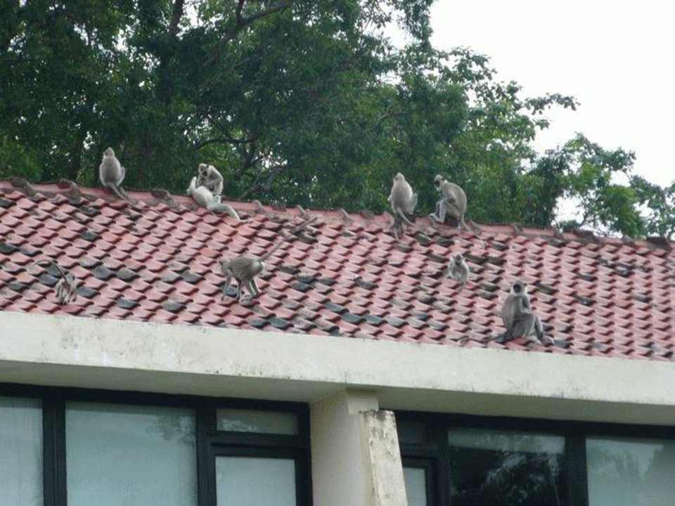 Małpy Hotel Royal Lotus