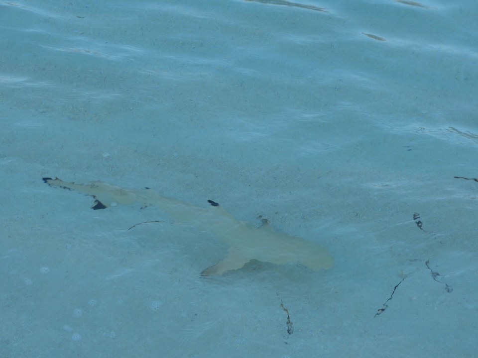 Hai von der Terrasse  Meeru Maldives Resort Island