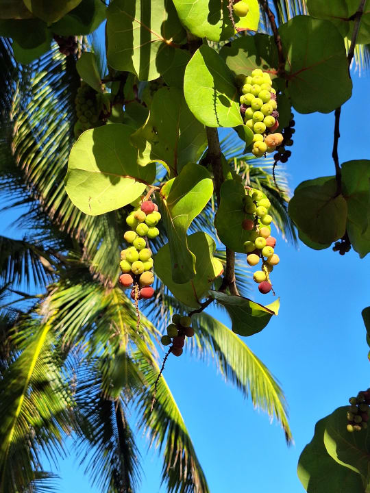 Strand Playabachata Hotel