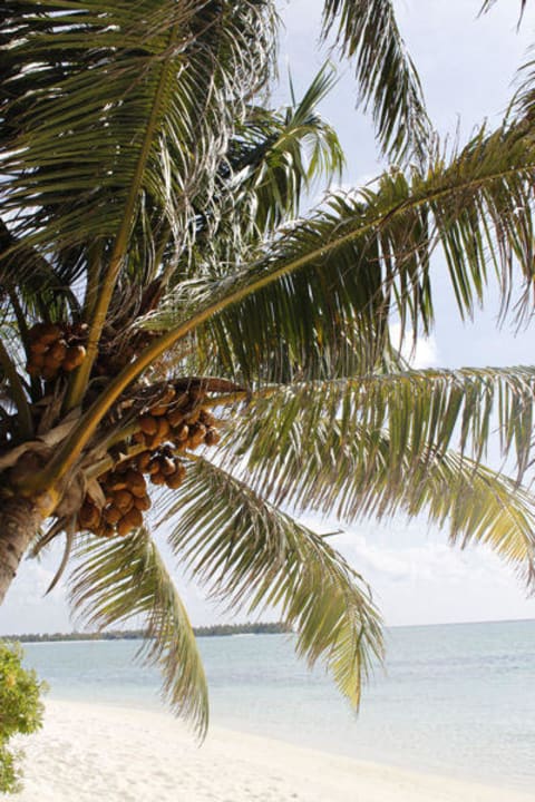 Kokospalme Summer Island Maldives