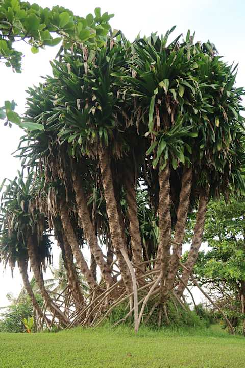 Gartenanlage The Kairaba Beach Hotel
