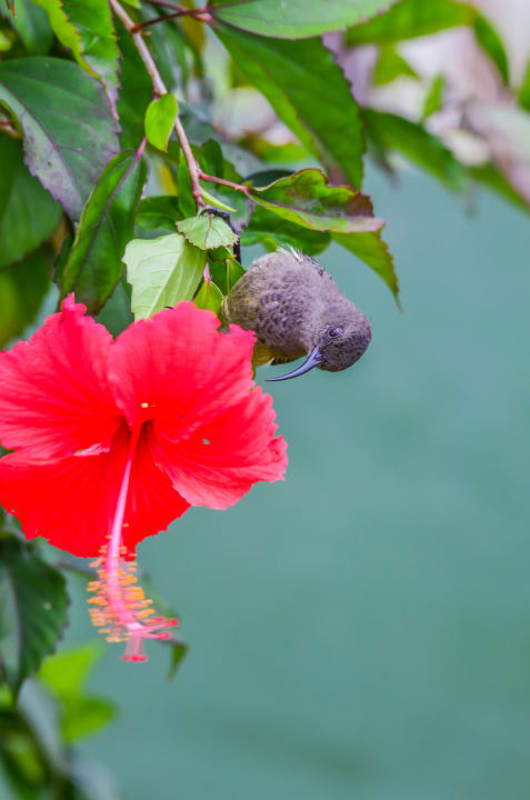 Außenansicht STORY Seychelles