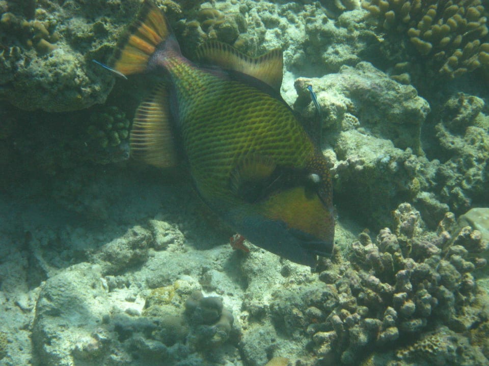 Unterwasserwelt am Hausriff NH Collection Maldives Reethi Resort