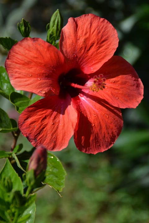 Blühender Hibiskus Hane Family Resort