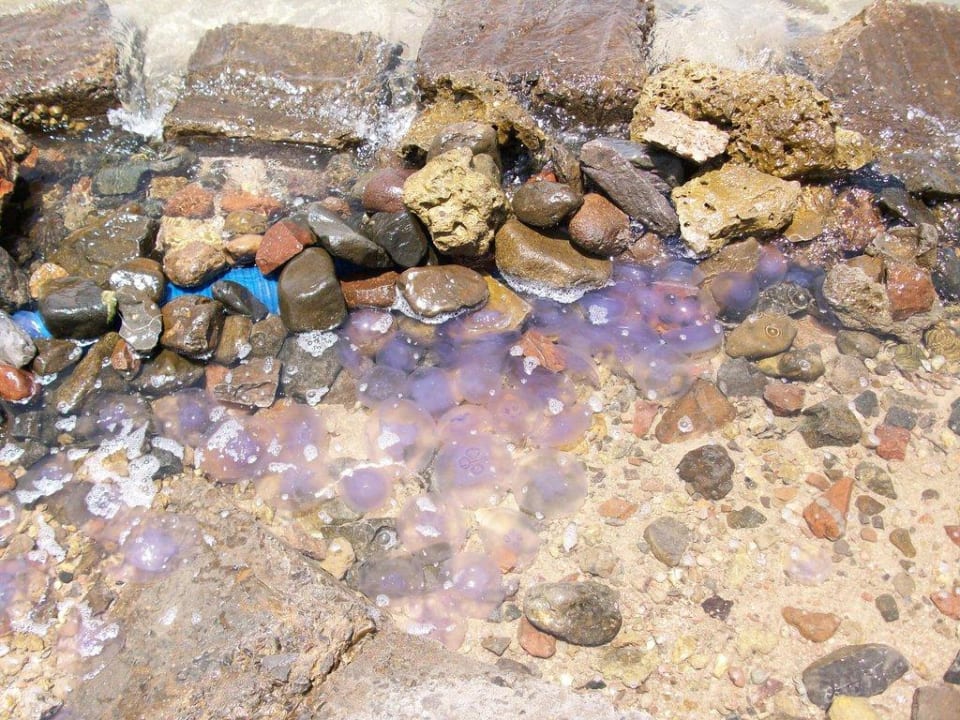 Quallenplage Stella Beach Resort & Spa Makadi Bay