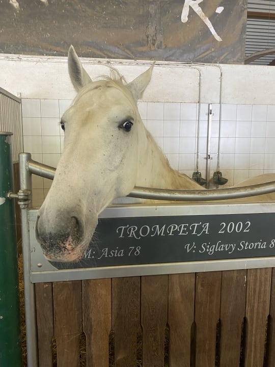 Sport & Freizeit Hotel Reiters Supreme