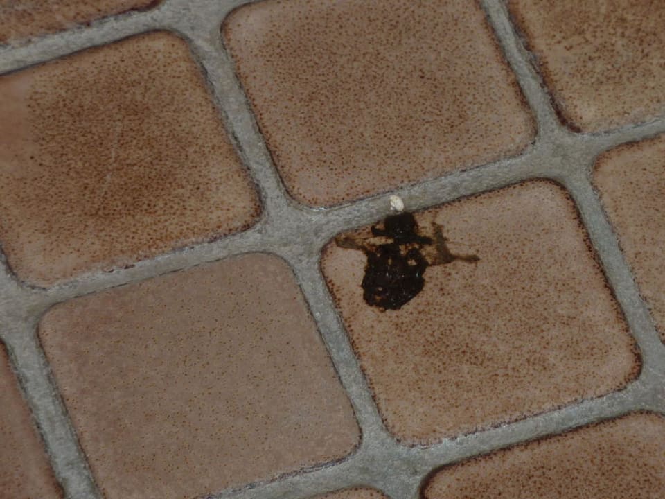 Vogelscheisse oder Dreck? Hotel Mushara Lodge