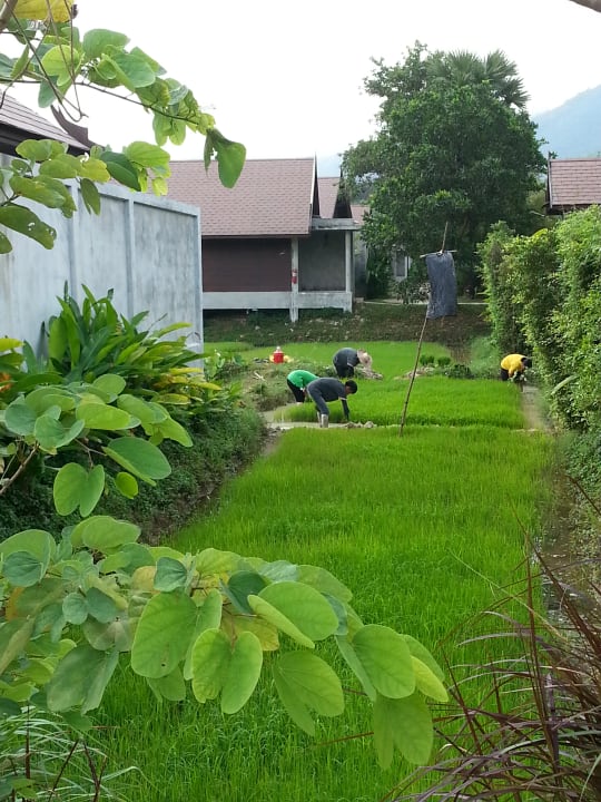 Arbeit im Reisfeld auf dem Hotelgelände Farmer's Villa