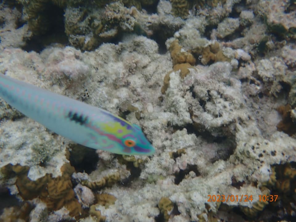 Sport & Freizeit Hotel Riu Palace Maldivas