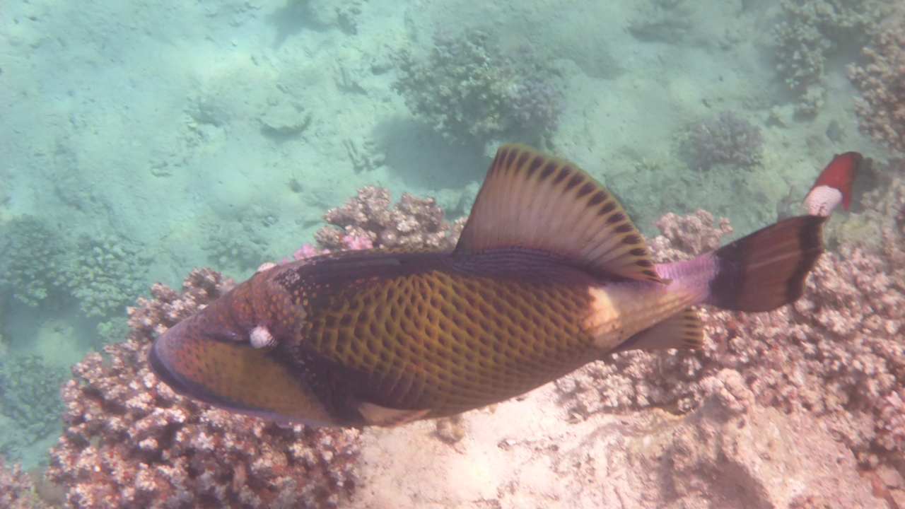 Strand Pickalbatros Oasis Hotel - Port Ghalib