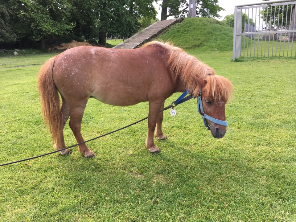 Gartenanlage Ferienbauernhof Liesenberg mit Meerblick