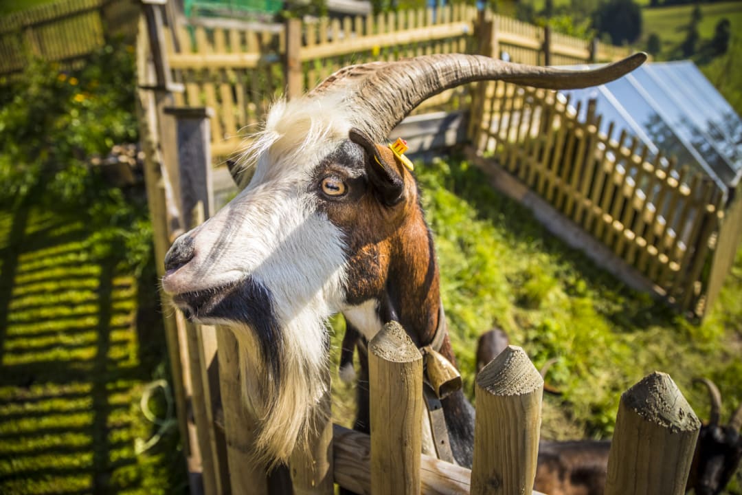 Sonstiges Almhütte Brandgut
