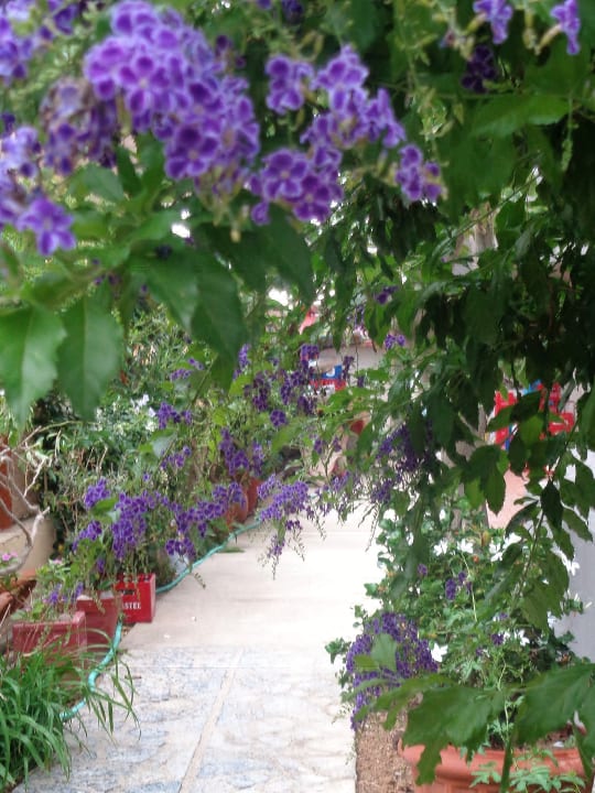 Gartenanlage Tropical Hotel