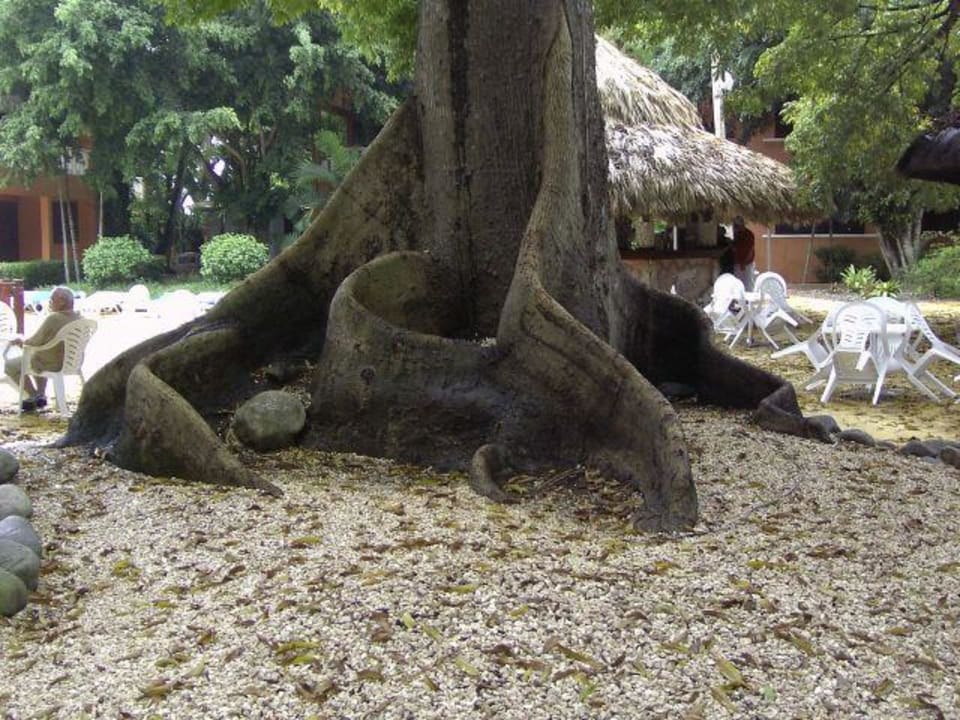 Alter Baum BelleVue Dominican Bay