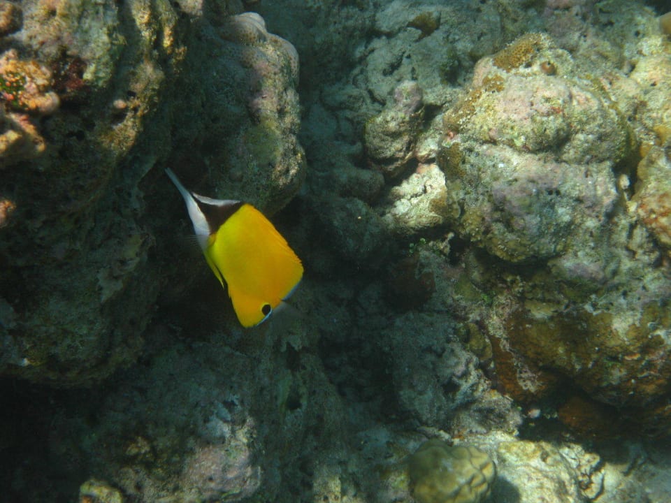 Unterwasserwelt am Hausriff NH Collection Maldives Reethi Resort