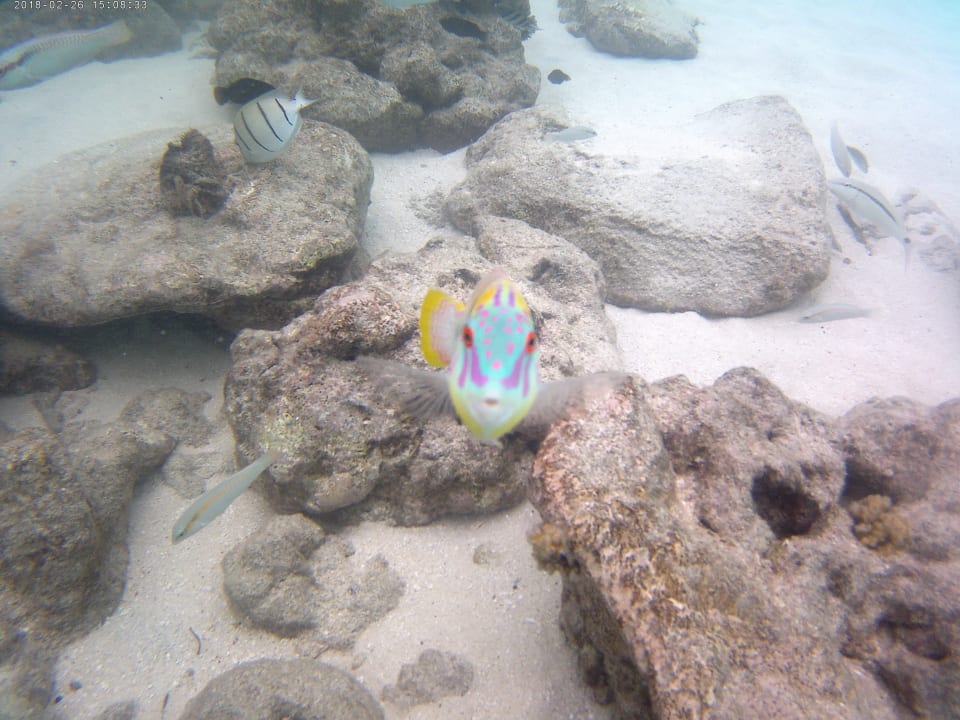 Sonstiges Centara Ras Fushi Resort & Spa Maldives