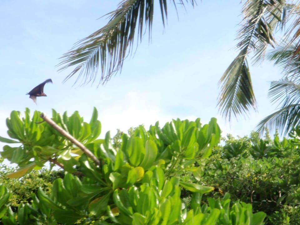 Flughund Summer Island Maldives