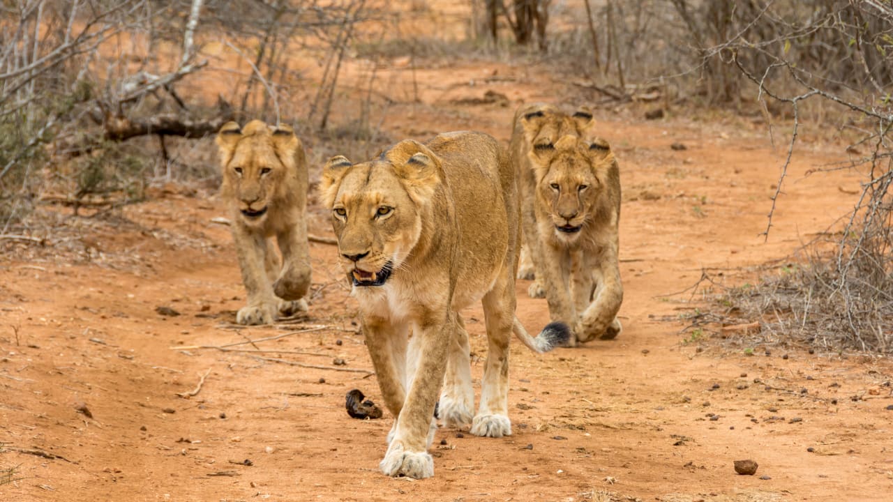 Sonstiges Kapama Private Game Reserve