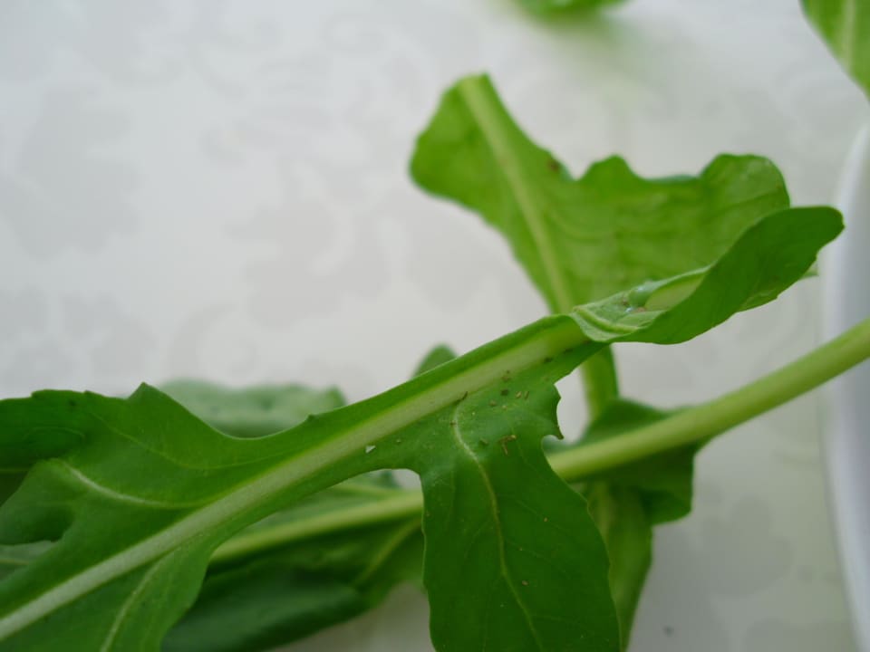 Salat - ungenügend gewaschen...4* Hotel Infinity Beach Alanya