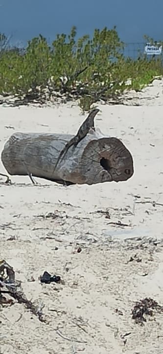 Strand Hotel Riu Palace Costa Mujeres