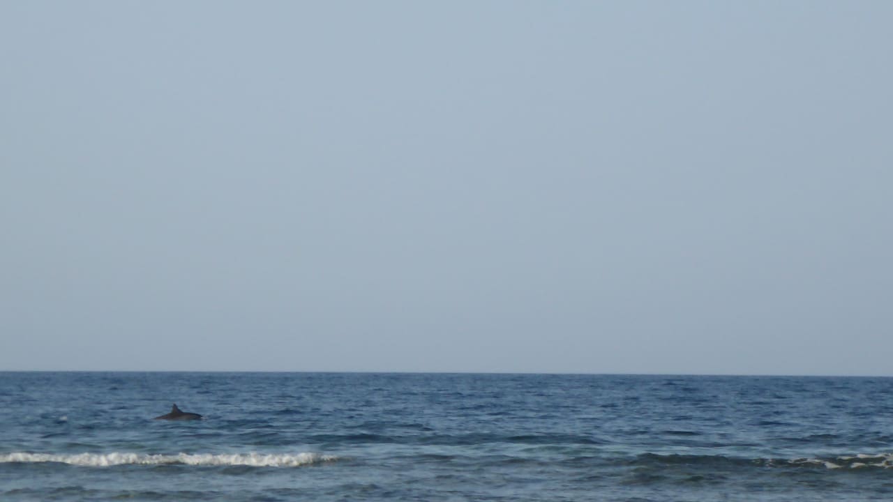 Besuch vom Delfin Three Corners Sea Beach Resort