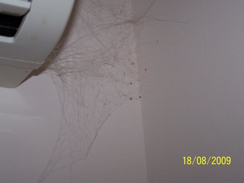 Spinnweben Monate alt Club Turtas Beach Hotel