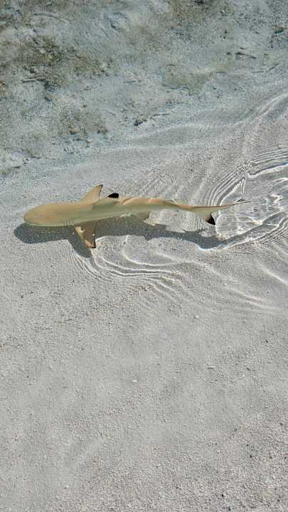 Strand Vilamendhoo Island Resort & Spa