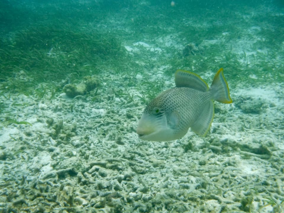 Sport & Freizeit Adaaran Select Hudhuran Fushi - Premium All Inclusive