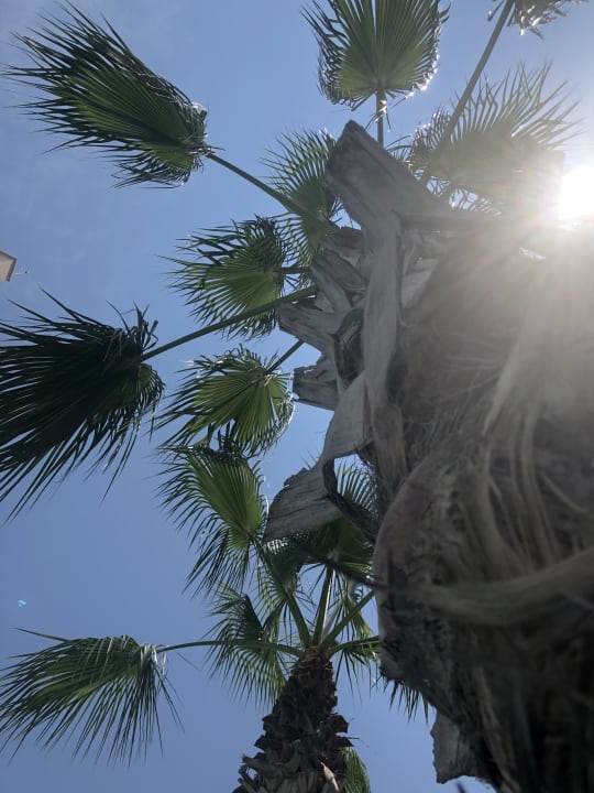 Sonstiges Well Palace Side