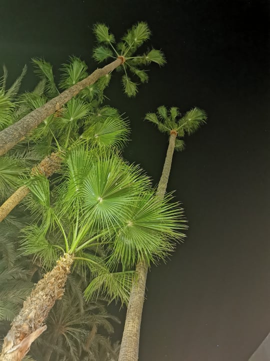 Gartenanlage Hotel Riu Palace Oasis