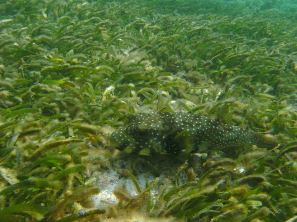 Fisch Adaaran Select Hudhuran Fushi - Premium All Inclusive