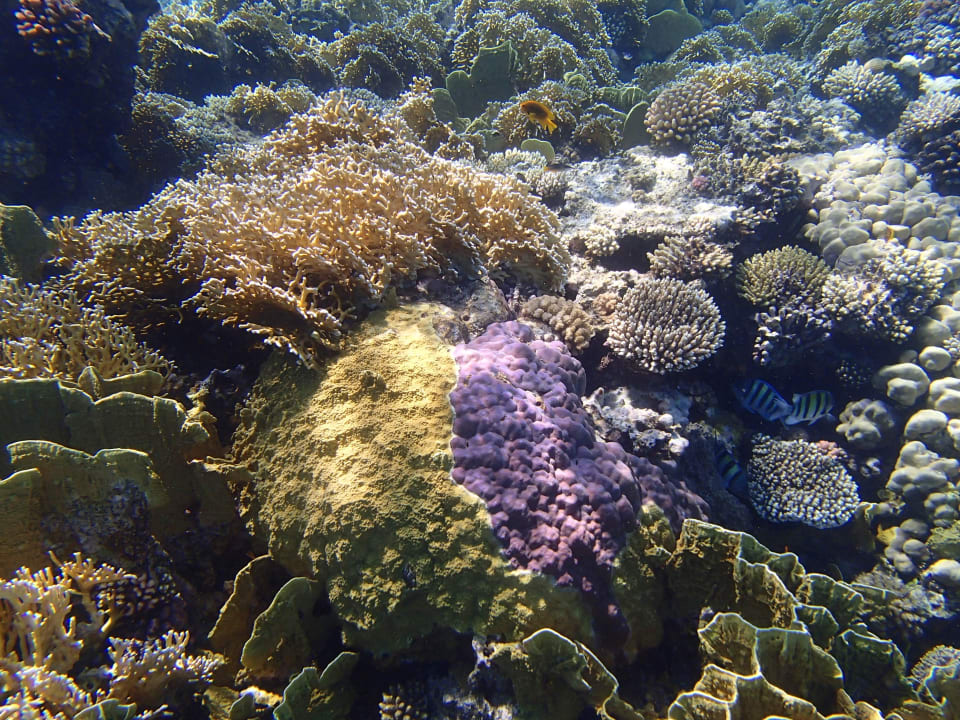 Coral in front of your beach Pickalbatros Citadel Resort