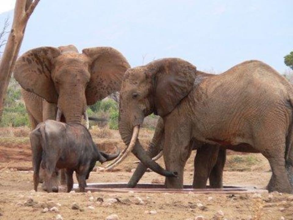 Ausblick auf das Wasserloch Sentrim Tsavo Lodge