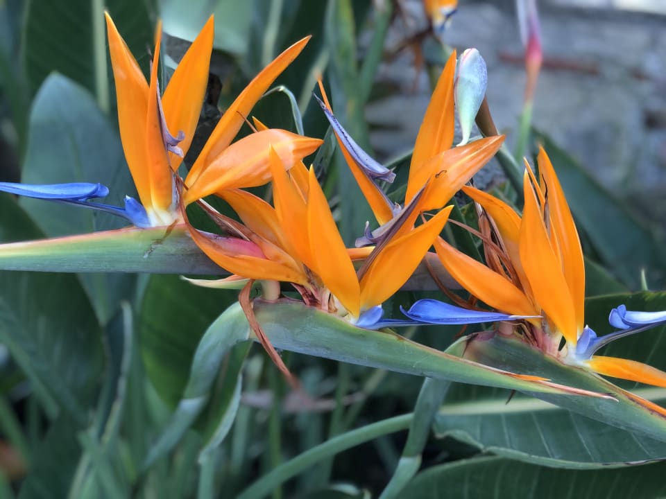 Gartenanlage Arum Barut Collection